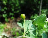 Aristolochia pistolochia