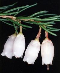 Erica lusitanica