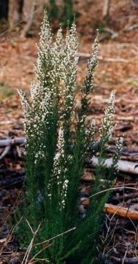 Erica lusitanica