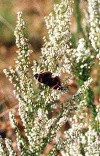 Erica lusitanica