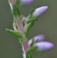 Calluna vulgaris