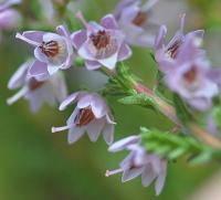 Calluna vulgaris