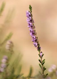 Calluna vulgaris