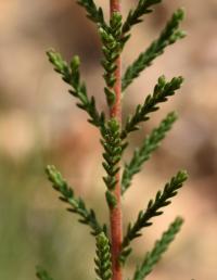 Calluna vulgaris