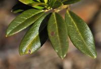 Rhododendron ferrugineum