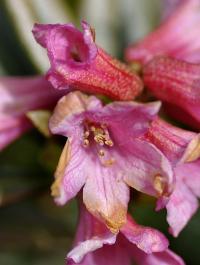 Rhododendron ferrugineum