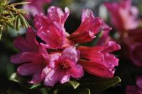 Rhododendron ferrugineum