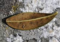 Rhododendron ferrugineum