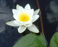 Nymphaea alba