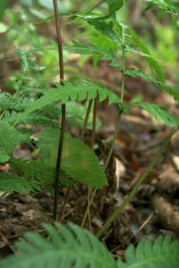 Woodwardia radicans