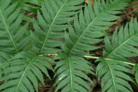 Woodwardia radicans