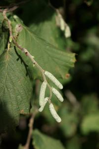 Corylus avellana