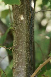 Corylus avellana