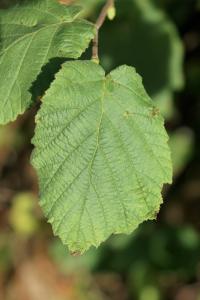 Corylus avellana