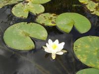 Nymphaea alba