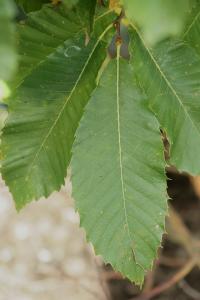 Castanea sativa