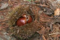 Castanea sativa