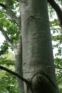 Fagus sylvatica subsp. sylvatica