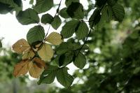 Fagus sylvatica subsp. sylvatica