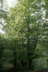 Fagus sylvatica subsp. sylvatica