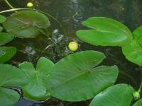 Nuphar luteum subsp luteum