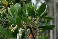 Arbutus unedo