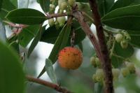 Arbutus unedo