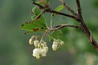 Arbutus unedo