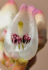 Arctostaphylos uva-ursi