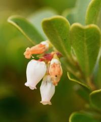 Arctostaphylos uva-ursi