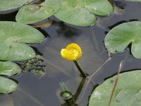 Nuphar luteum subsp luteum