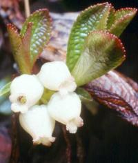 Arctostaphylos alpinus