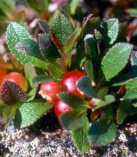 Arctostaphylos alpinus