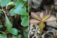 Arctostaphylos alpinus