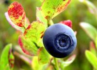 Vaccinium myrtillus