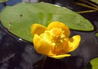 Nuphar luteum subsp luteum