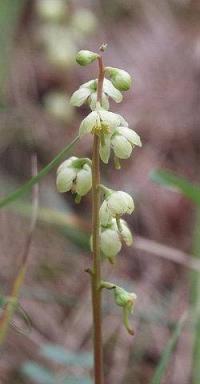 Pyrola chlorantha