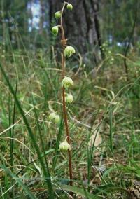 Pyrola chlorantha