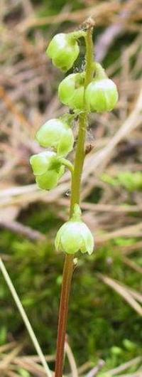 Pyrola chlorantha