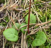 Pyrola chlorantha