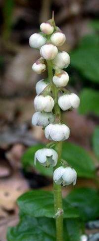 Pyrola minor