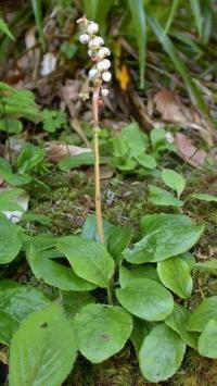 Pyrola minor