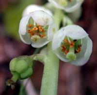 Pyrola minor