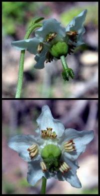 Moneses uniflora