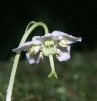 Moneses uniflora