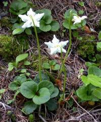 Moneses uniflora