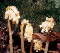 Monotropa hypopitys