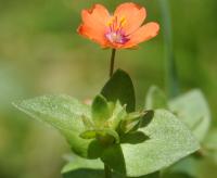 Anagallis arvensis