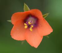 Anagallis arvensis