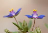 Anagallis foemina